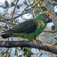 Red-fronted Parrot